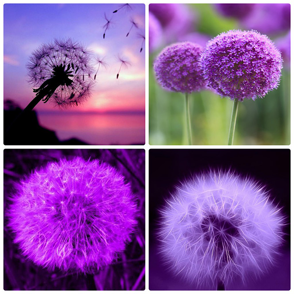 Hạt Giống Hoa Bồ Công Anh Tím