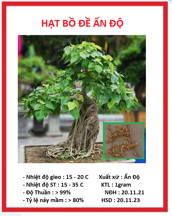 Hạt giống cây bồ đề ấn độ đỏ - 1 gram ( gần 30 hạt )