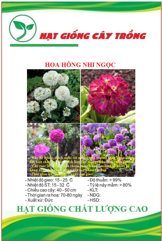 Hạt giống hoa hồng nhi ngọc - Gói 50 hạt