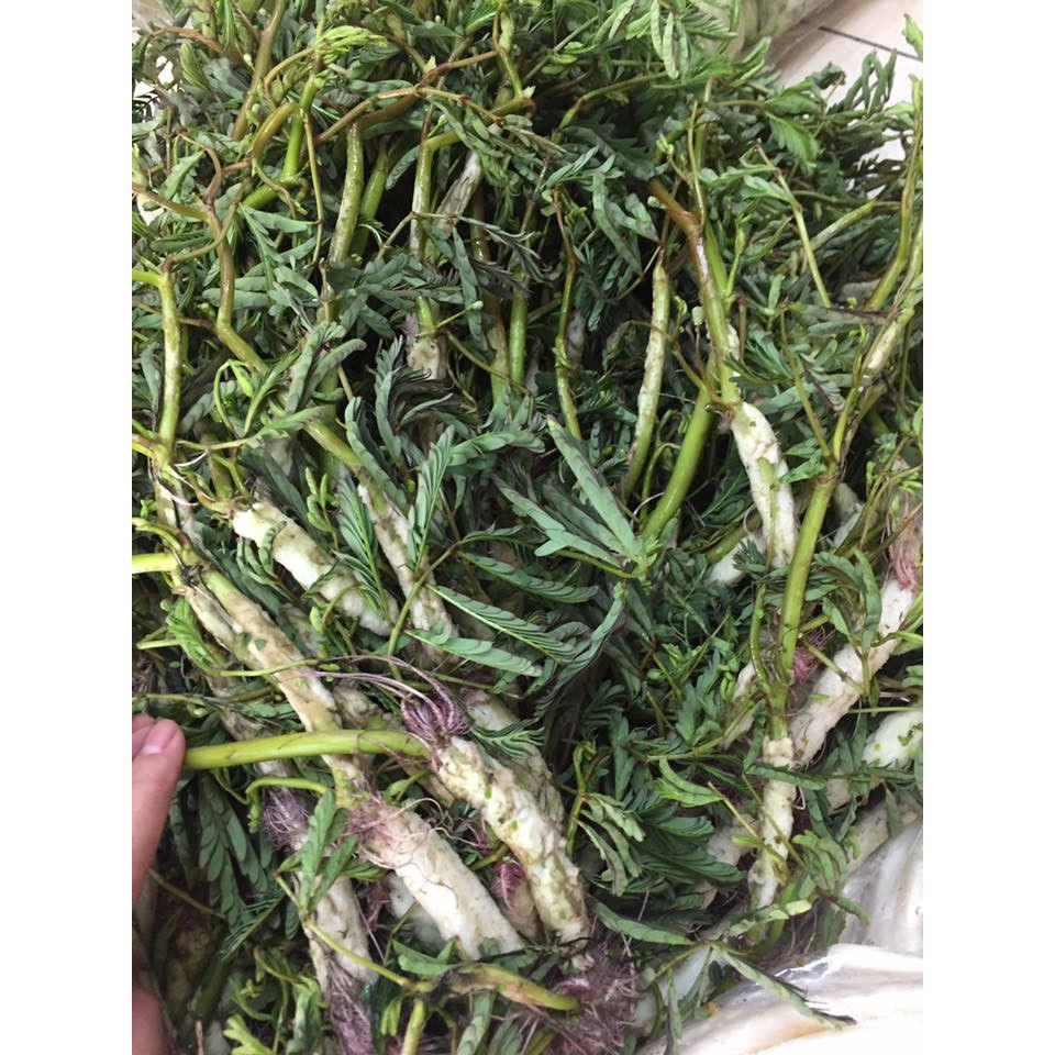 Hạt Giống Rau Nhút - Rau Rút Dút