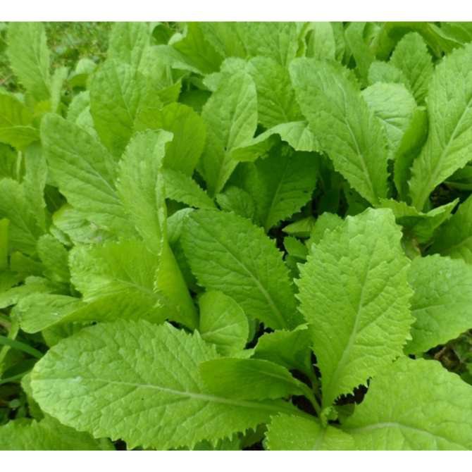 Hạt giống rau cải mơ ( đăm )