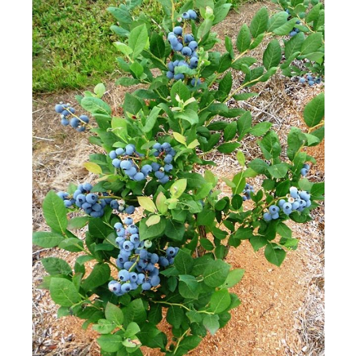 Hạt Giống Trái Việt Quất Xanh