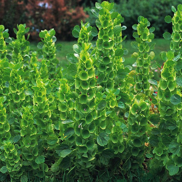 Hạt Giống Hoa Lá Đệm - Kèn Ireland