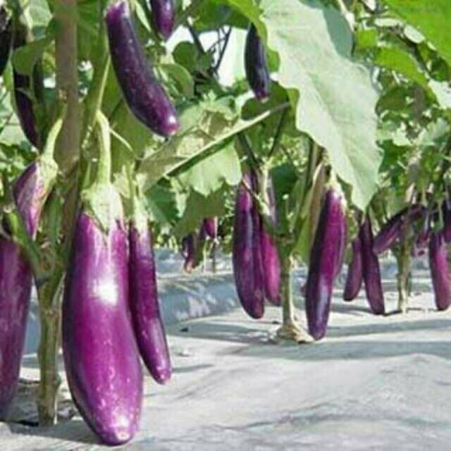 Hạt Giống Cà Tím Dài Cao Sản