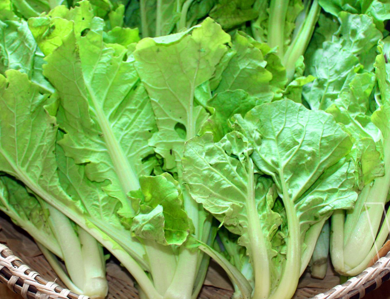 Hạt Giống Rau Cải Bẹ Dún