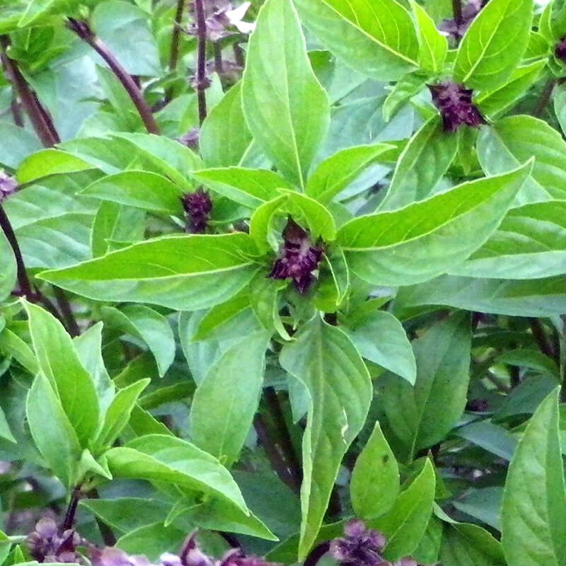Hạt giống Rau Húng Quế - Gói 5 Gram