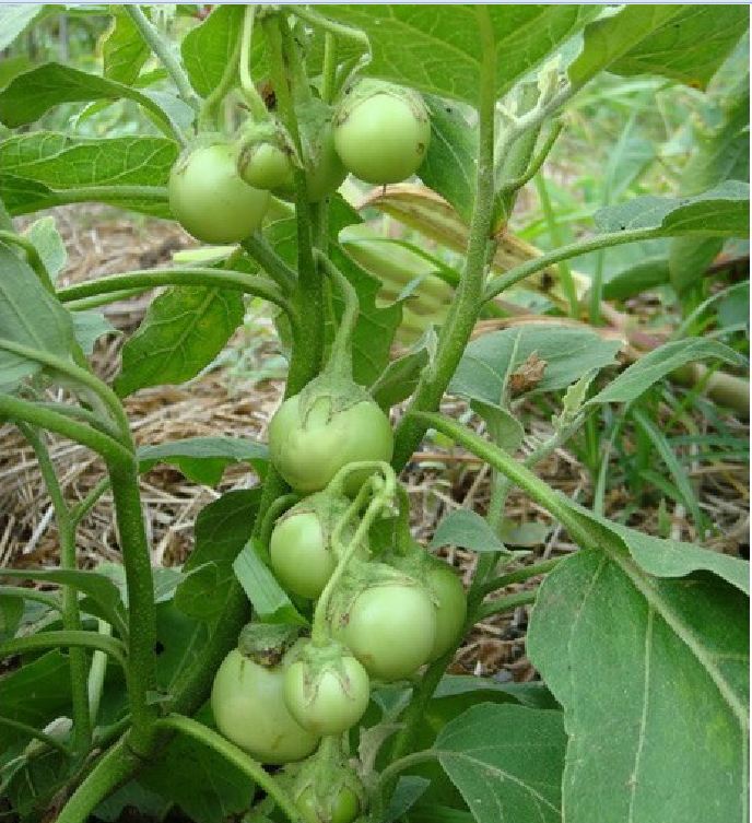 Hạt Giống Cà Pháo Xanh Cao Sản