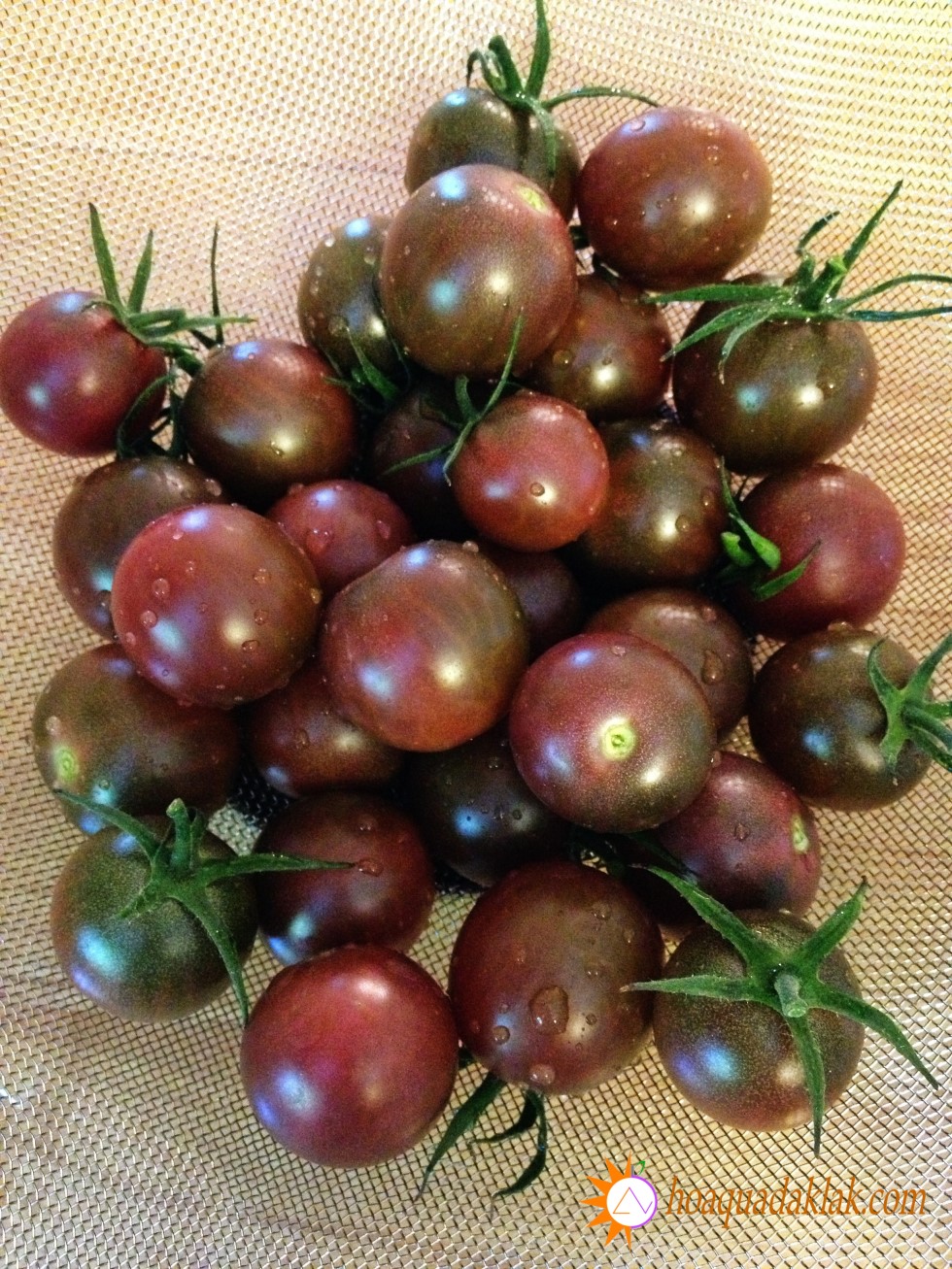 Hạt Giống Cà Chua Bi Socola F1 (Cà Chua Cherry)
