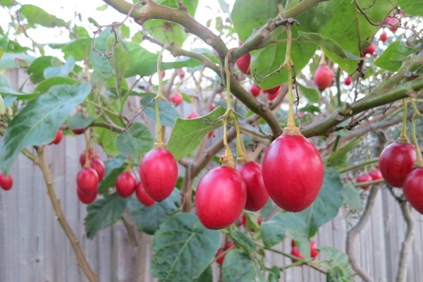 Hạt Giống Cà Chua Thân Gỗ Tamarillo Quả Đỏ