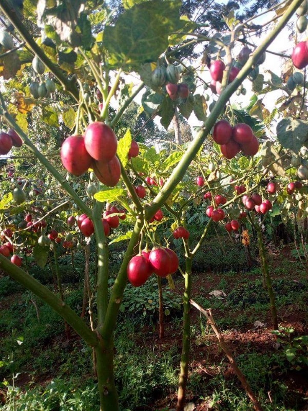 Hạt Giống Cà Chua Thân Gỗ Tamarillo Quả Đỏ