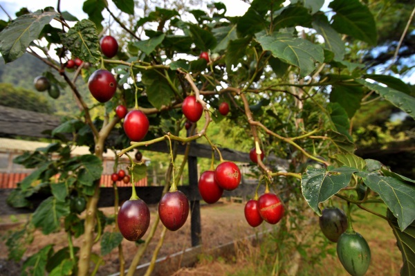 Hạt Giống Cà Chua Thân Gỗ Tamarillo Quả Đỏ