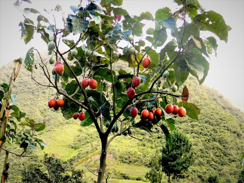 Hạt Giống Cà Chua Thân Gỗ Tamarillo Quả Đỏ