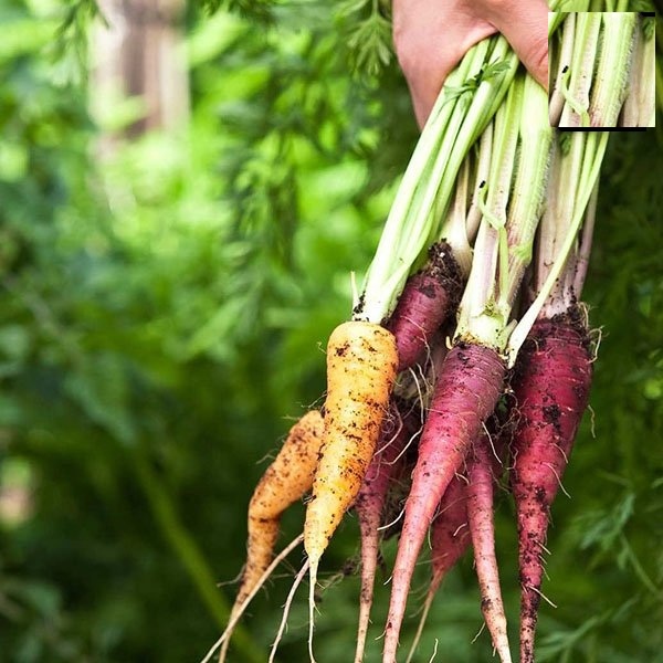 Hạt Giống Cà Rốt Nhiều Màu