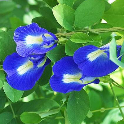 Hạt Giống Hoa Đậu Biếc Cánh Đơn