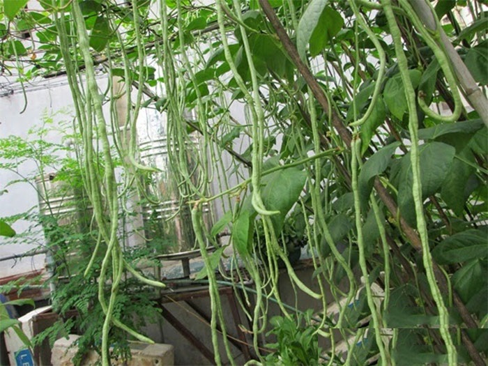 Hạt Giống Đậu Đũa Hạt Đen Cao Sản