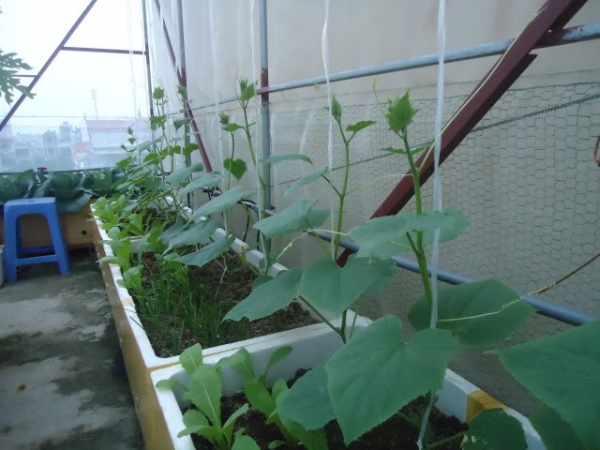 Hạt Giống Dưa Chuột Chịu Nhiệt F1