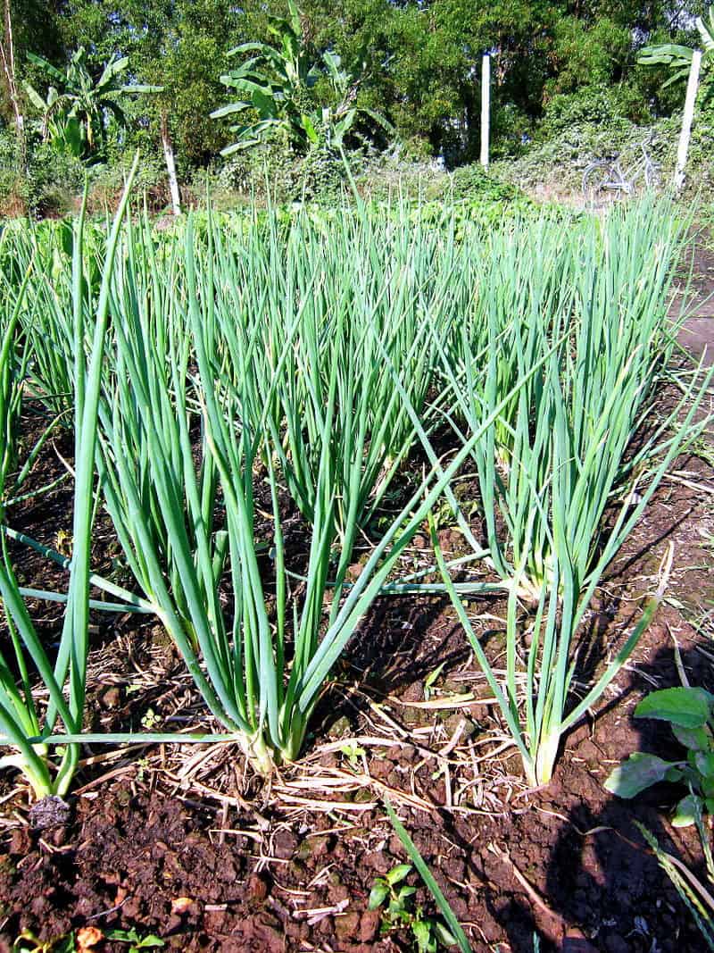 Hạt Giống Hành Lá Gốc Trắng Cao Sản  - Gói 2gram