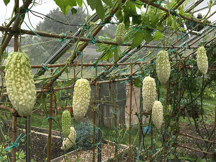 Hạt Giống Khổ Qua Bạch Tuyết F1