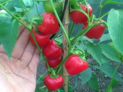Hạt Giống Ớt Chuông Ngọt F1 Đỏ