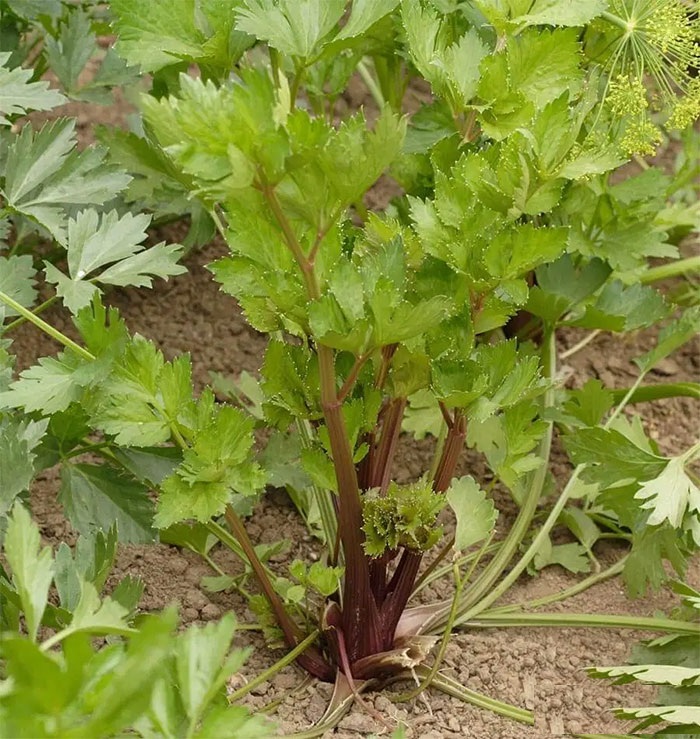 Hạt Giống Rau Cần Tây Đỏ - Gói 0.5gram