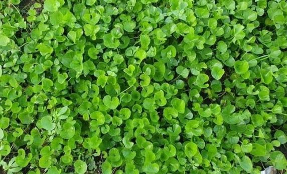 Hạt Giống Rau Má Lá Nhỏ