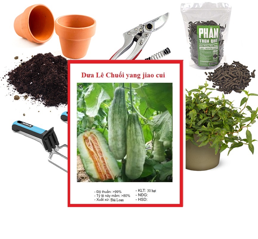 Hạt Giống Dưa Lê Quả Dài Yang Jiao Mi