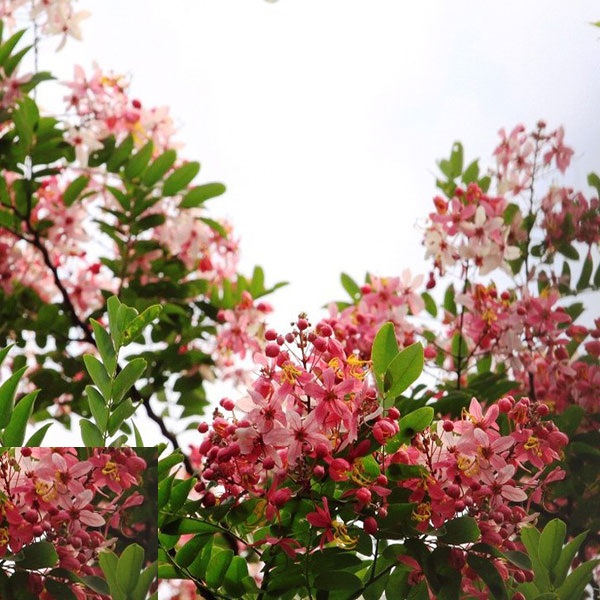 Hạt Giống Hoa Muồng Anh Đào