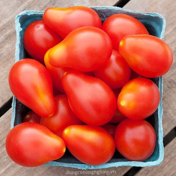 Hạt Giống Cà Chua Cherry Lê Đỏ