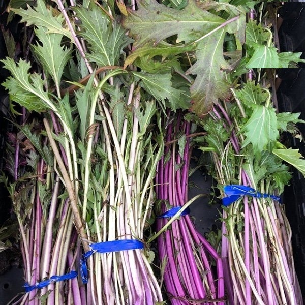 Hạt giống rau cải đuôi phụng đỏ - Gói 20gram