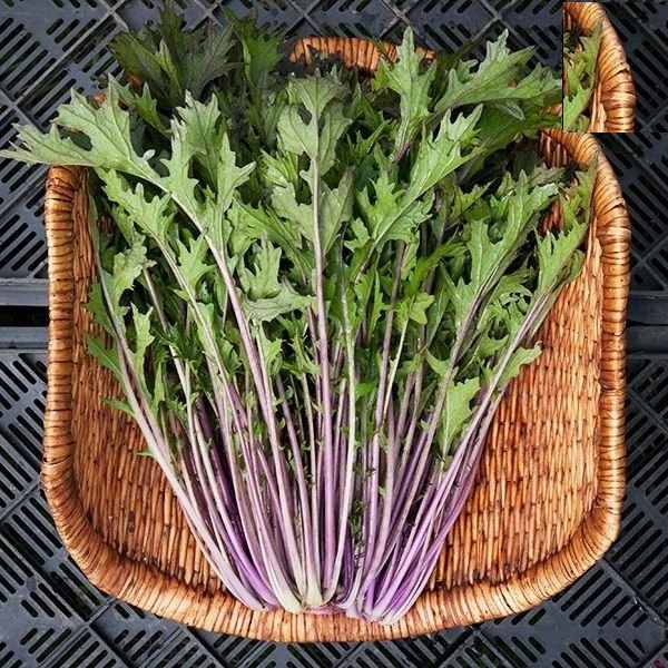 Hạt giống rau cải đuôi phụng đỏ - Gói 20gram