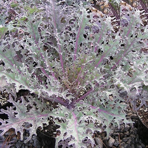 Hạt giống rau cải đuôi phụng đỏ - Gói 20gram