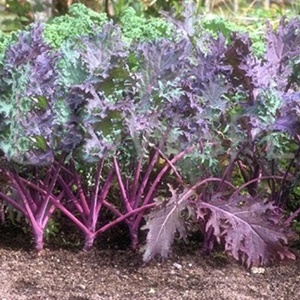 Hạt giống rau cải đuôi phụng đỏ - Gói 20gram