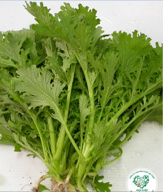 Hạt giống rau cải xanh Nhật Bản - Gói 10gram