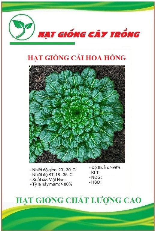 Hạt giống rau cải hoa hồng xanh