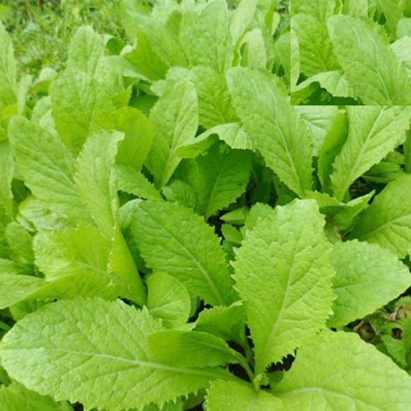Hạt giống rau cải canh lá vàng