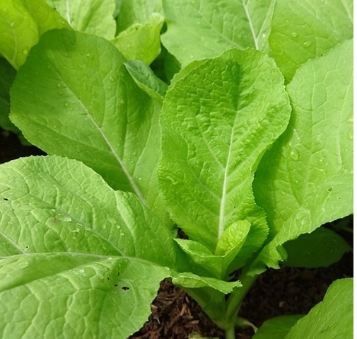 Hạt giống rau cải mơ ( đăm )