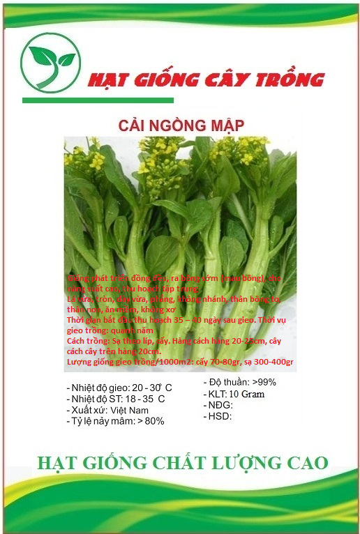Hạt giống rau cải ngồng mập cao sảo ( cải ngọt ăn bông )