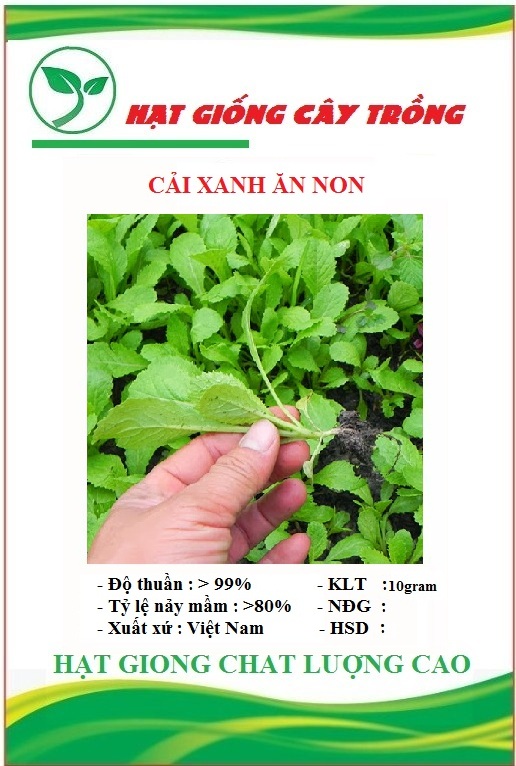 Hạt giống rau cải ăn non baby