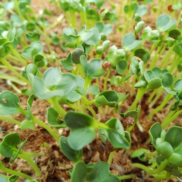 Hạt Giống Mầm Cải Xanh Đà Lạt - Gói 20gram