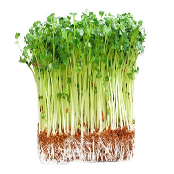 Hạt giống mầm cải thìa (pak choy sprouts) - Gói 20gram