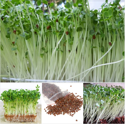 Hạt Giống Rau Mầm Củ Cải Trắng - Gói 20gram