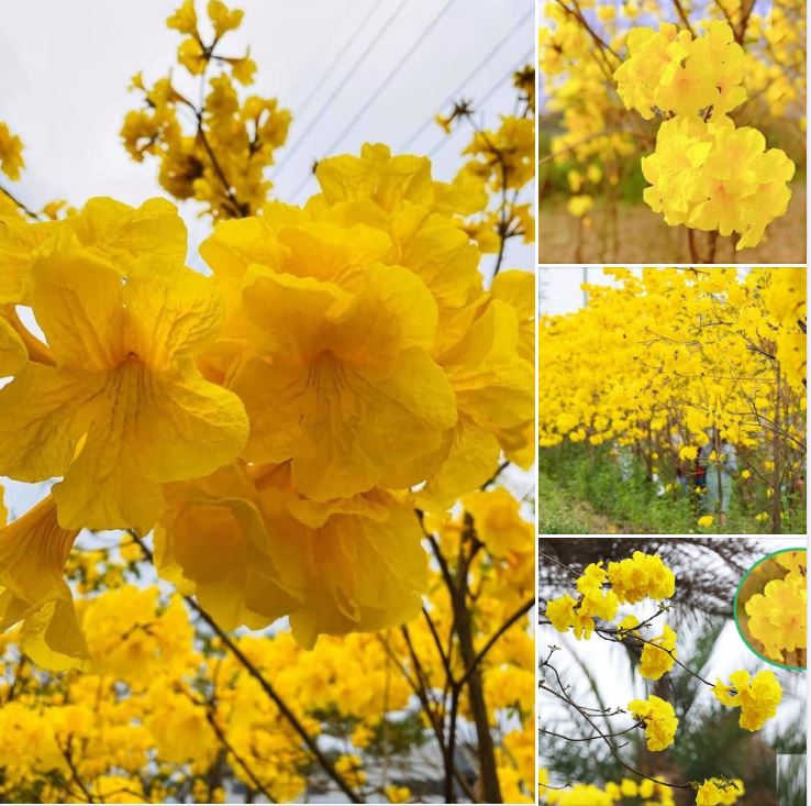 Hạt Giống Cây Hoa Phong Linh Vàng