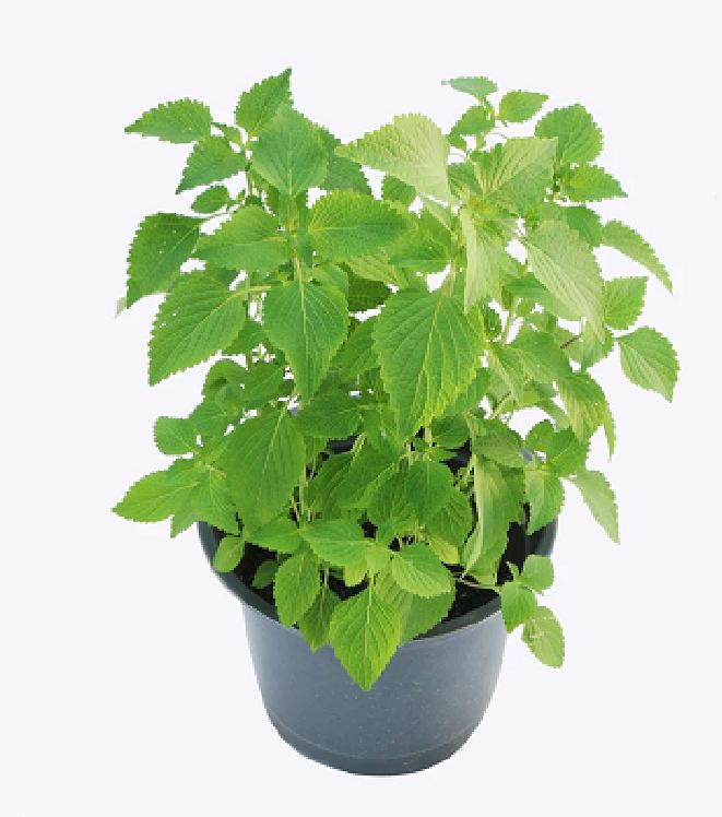 Hạt Giống Rau Kinh Giới Cao Sản - Gói 2gram