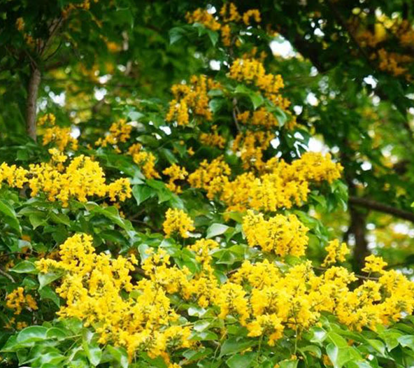 Hạt Giống Cây Giáng Hương