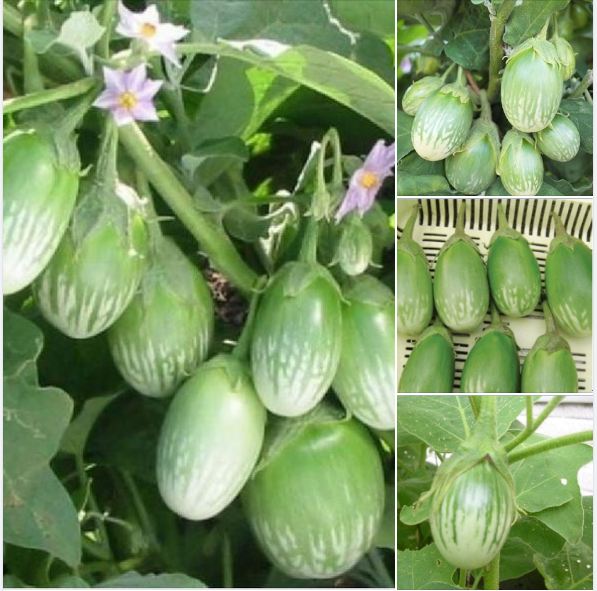 Hạt Giống Cà Trứng Rồng Mã Lai