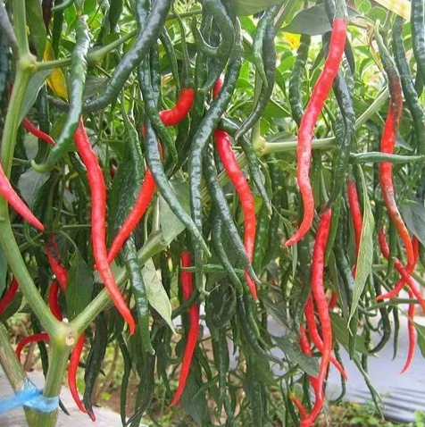 Hạt Giống Ớt Trái Dài Hàn Quốc