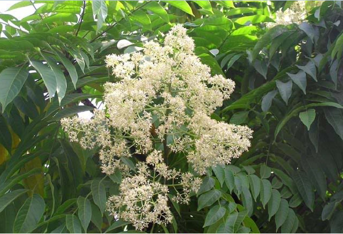 Hạt Giống Cây Xoan Ta - Sầu Đông, Thầu Đâu