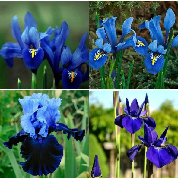 Hạt Giống Diên Vĩ Xanh (Iris Xanh )