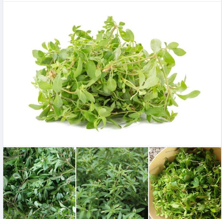 Hạt Giống Rau Đắng Đất
