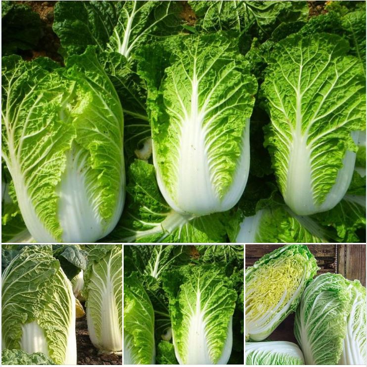 Hạt Giống Rau Cải Thảo F1